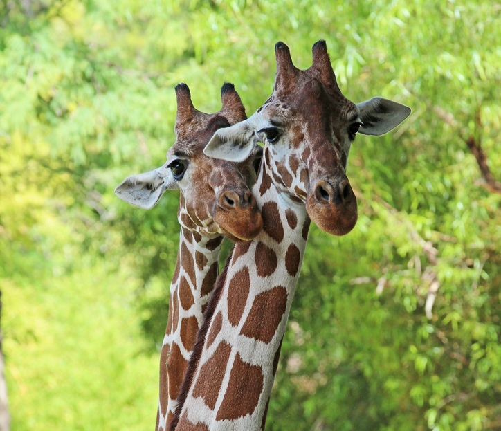 giraffe predators black and white