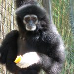 gibbon