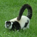 lemur