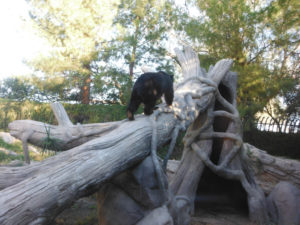 andean bear
