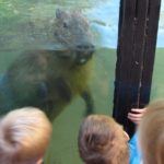 capybara