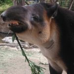 tapir