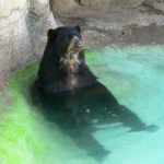 andean bear-pool
