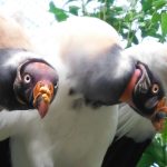 Vultures