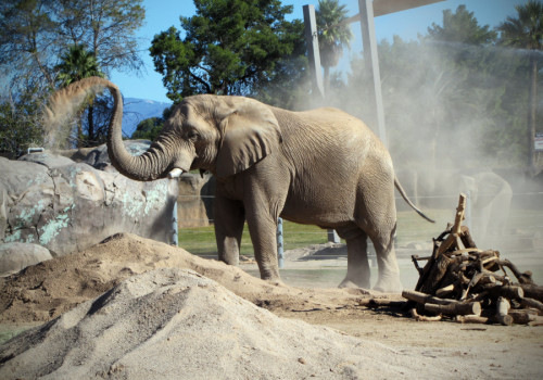 Reid Park Zoo elephants