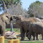 Mabu and Semba with trunks intertwined
