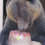 bear popsicle
