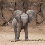 elephant baby