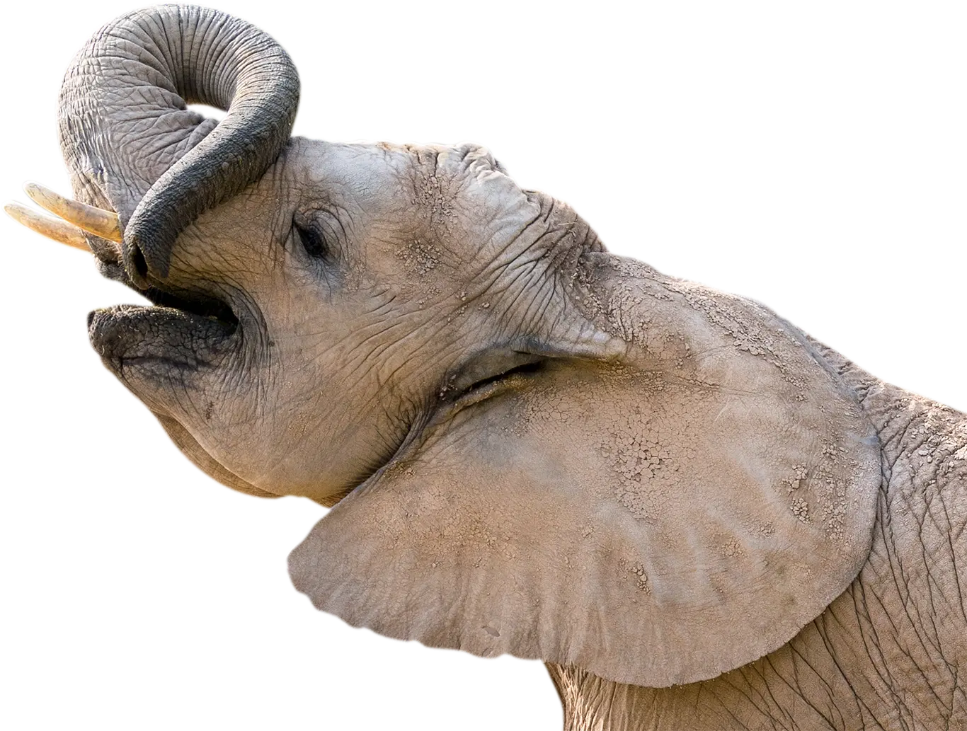 Nandi baby elephant