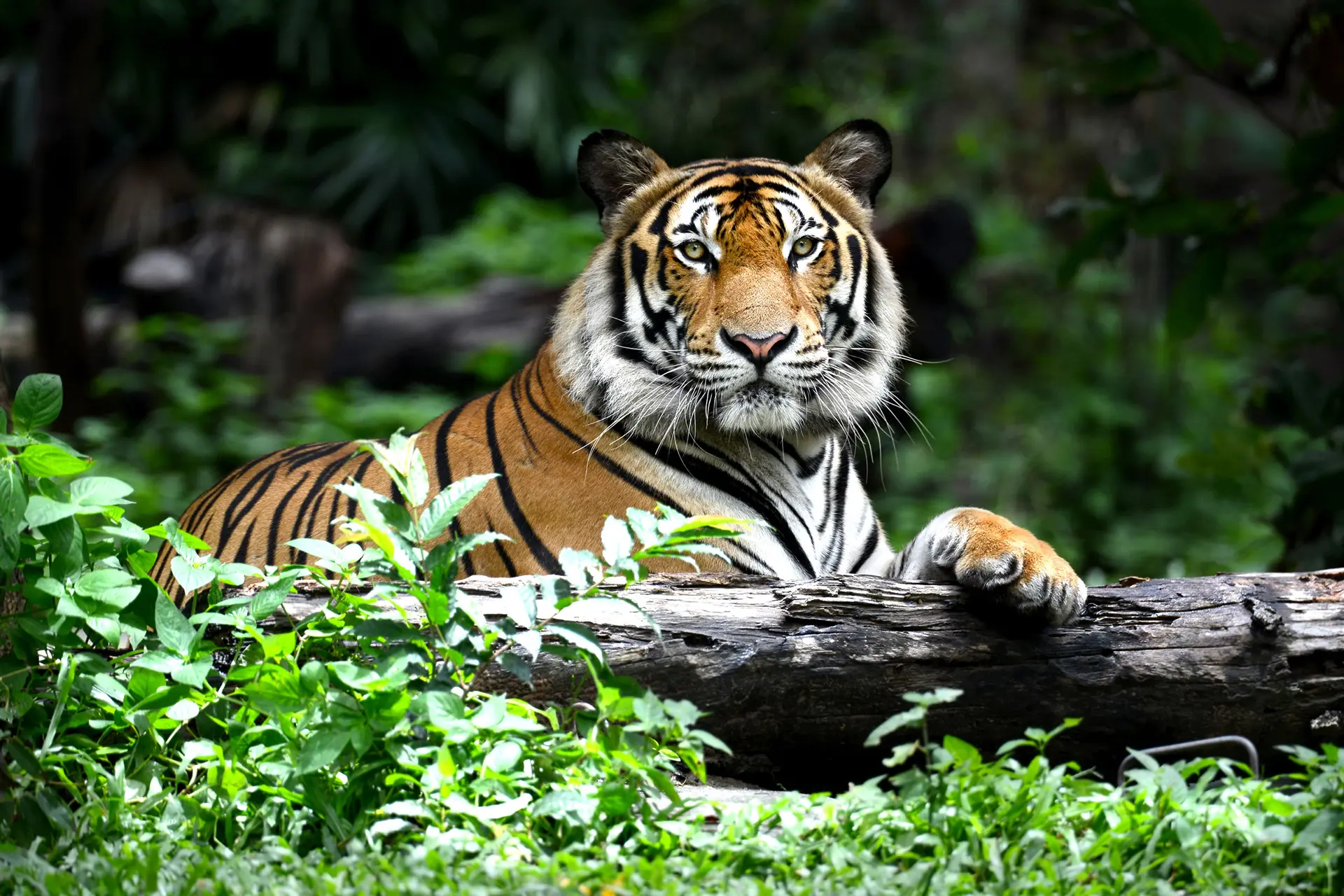 Tiger at Reid Park Zoo