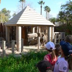Students watch the elephants on Monday