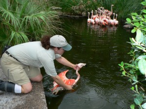 Zoo Keeper Rebecca carefully lowers a flamingo into the water