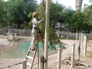 Zoo Keeper Gale hangs branches, or "browse" up high for the elephants to pull down