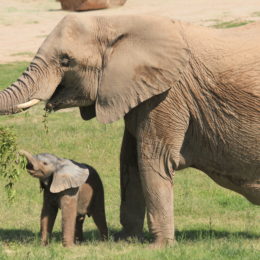 Elephant Baby FAQs