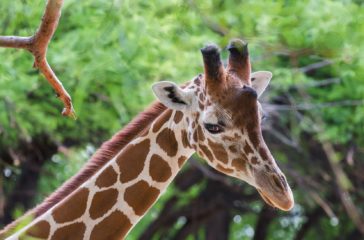 Reid Park Zoo | Tucson, Arizona