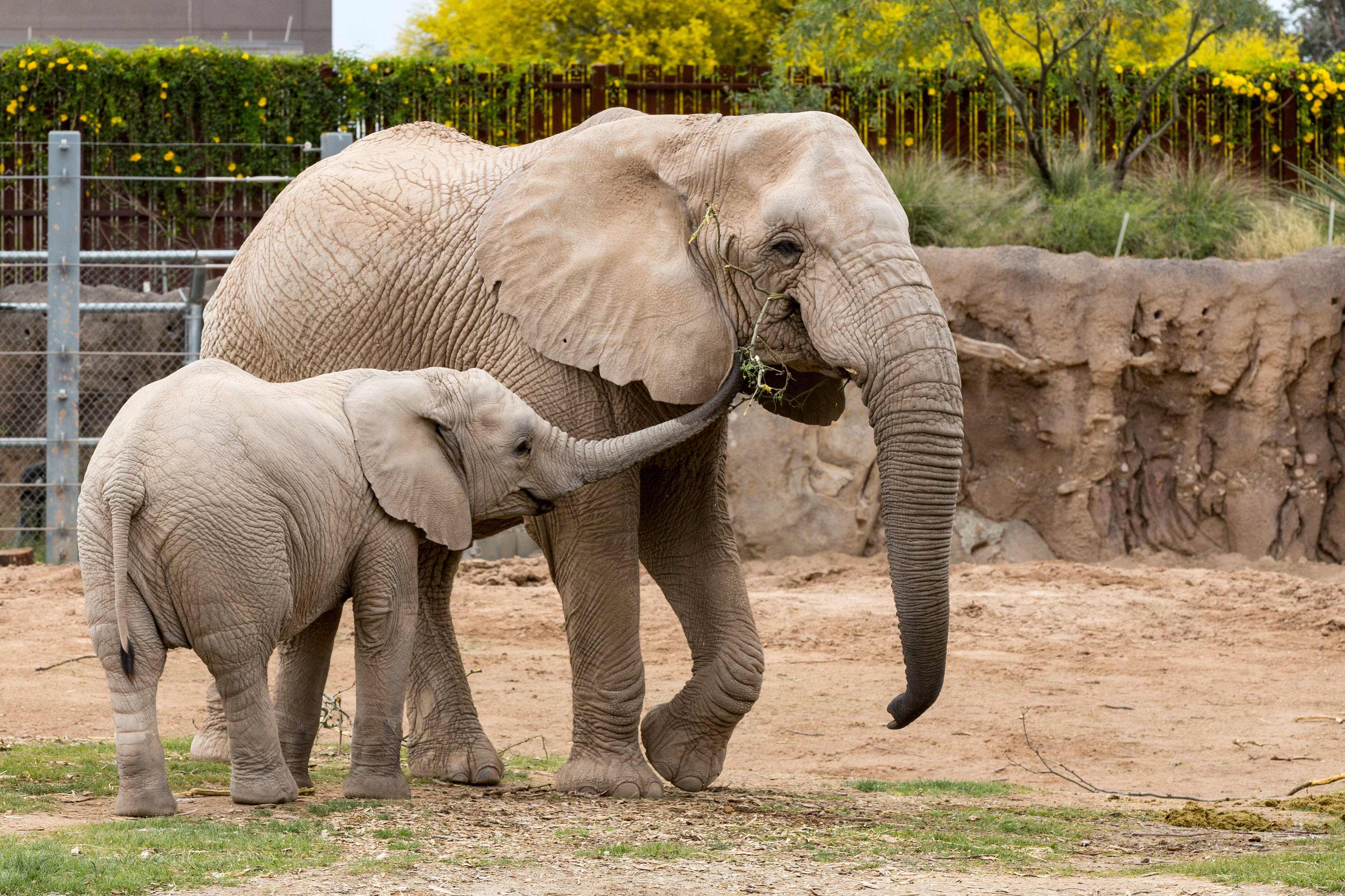 African Elephant | Reid Park Zoo