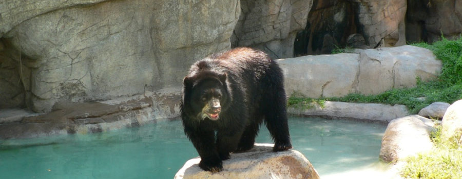 Andean Bear - Reid Park Zoo