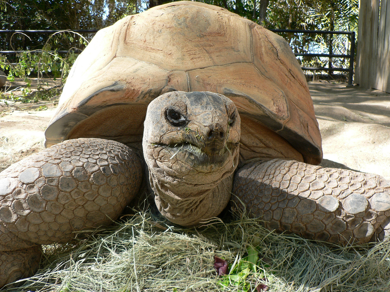 Tortoise Brush - Enrichment ideas 