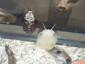Giant cave cockroach