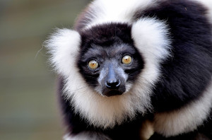 black whit ruffed lemur