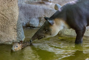Tapir april 20162