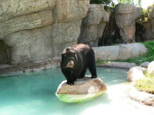 Andean Bear - Reid Park Zoo