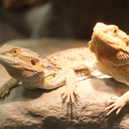 Bearded Dragon | Reid Park Zoo