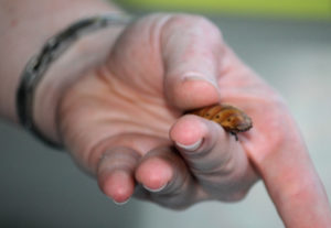 Madagascar hissing cockroach