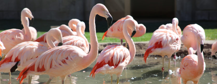 flamingo banner