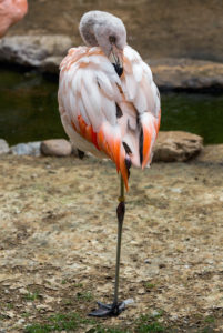 flamingo0020z