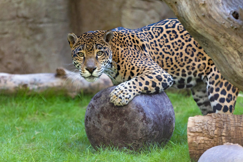 Jaguar Reid Park Zoo