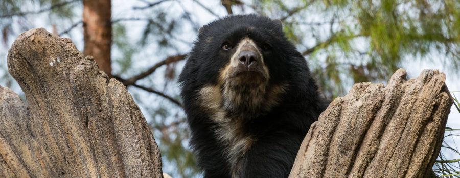 Andean Bear | Reid Park Zoo