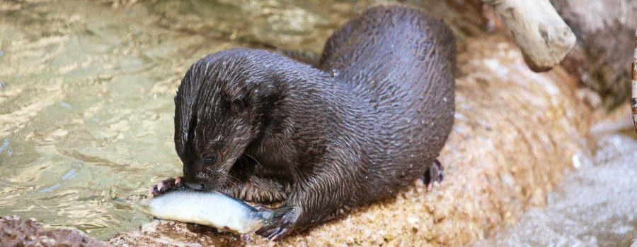 otter pfeiffer eating a fish-2