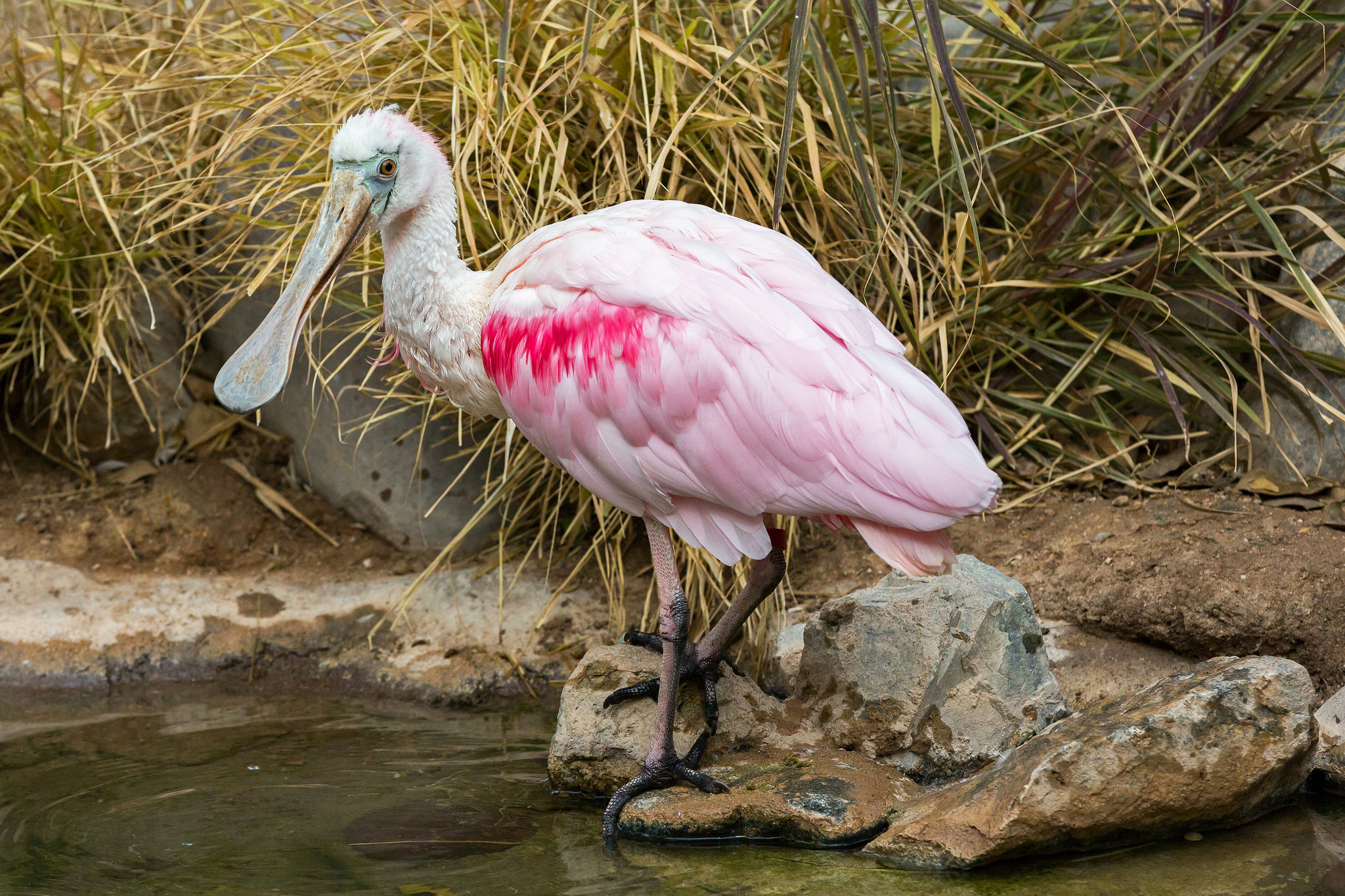 Птицы в южной америке фото и название