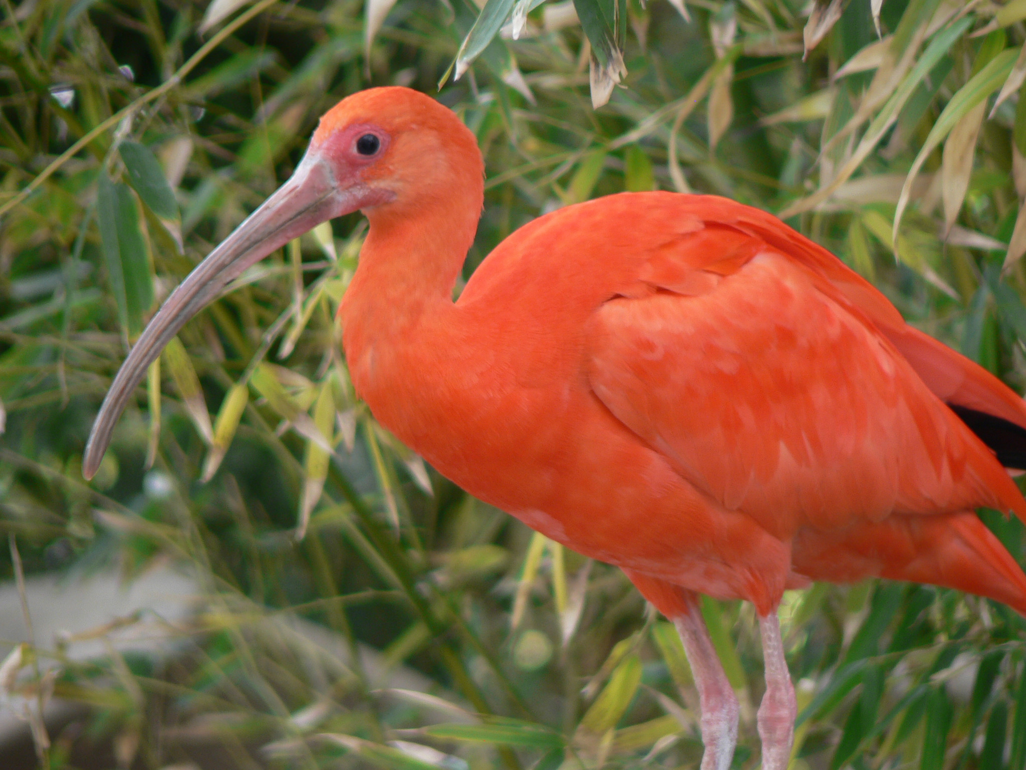 birds-of-south-america-quiz