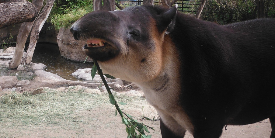 Tapir Nose
