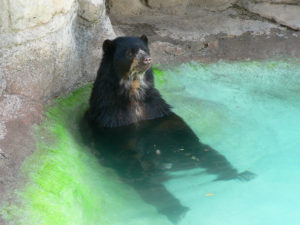 andean bear-pool