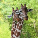 giraffes