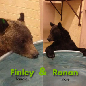 finley and ronan_1