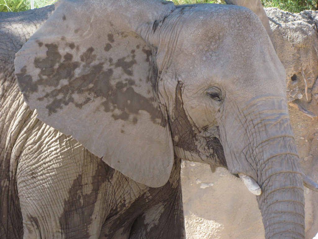 Update on Elephant Pregnancy