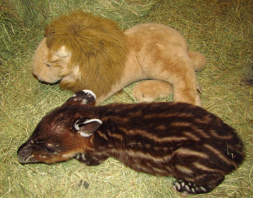 Baby Tapir Born January 4, 2014 | Reid Park Zoo