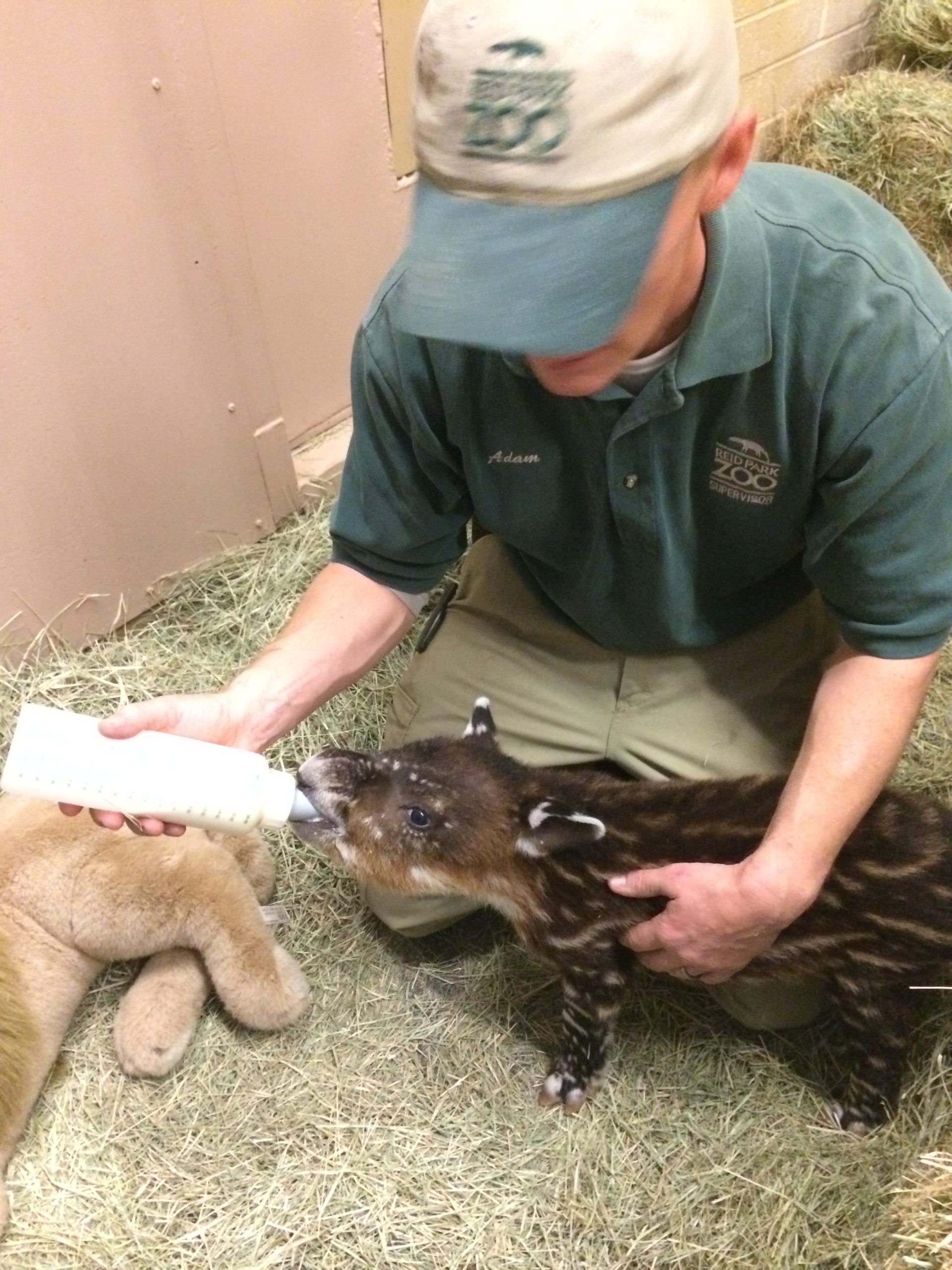 Baby Tapir Born January 4, 2014