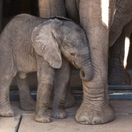Read The Elephant Baby Blog
