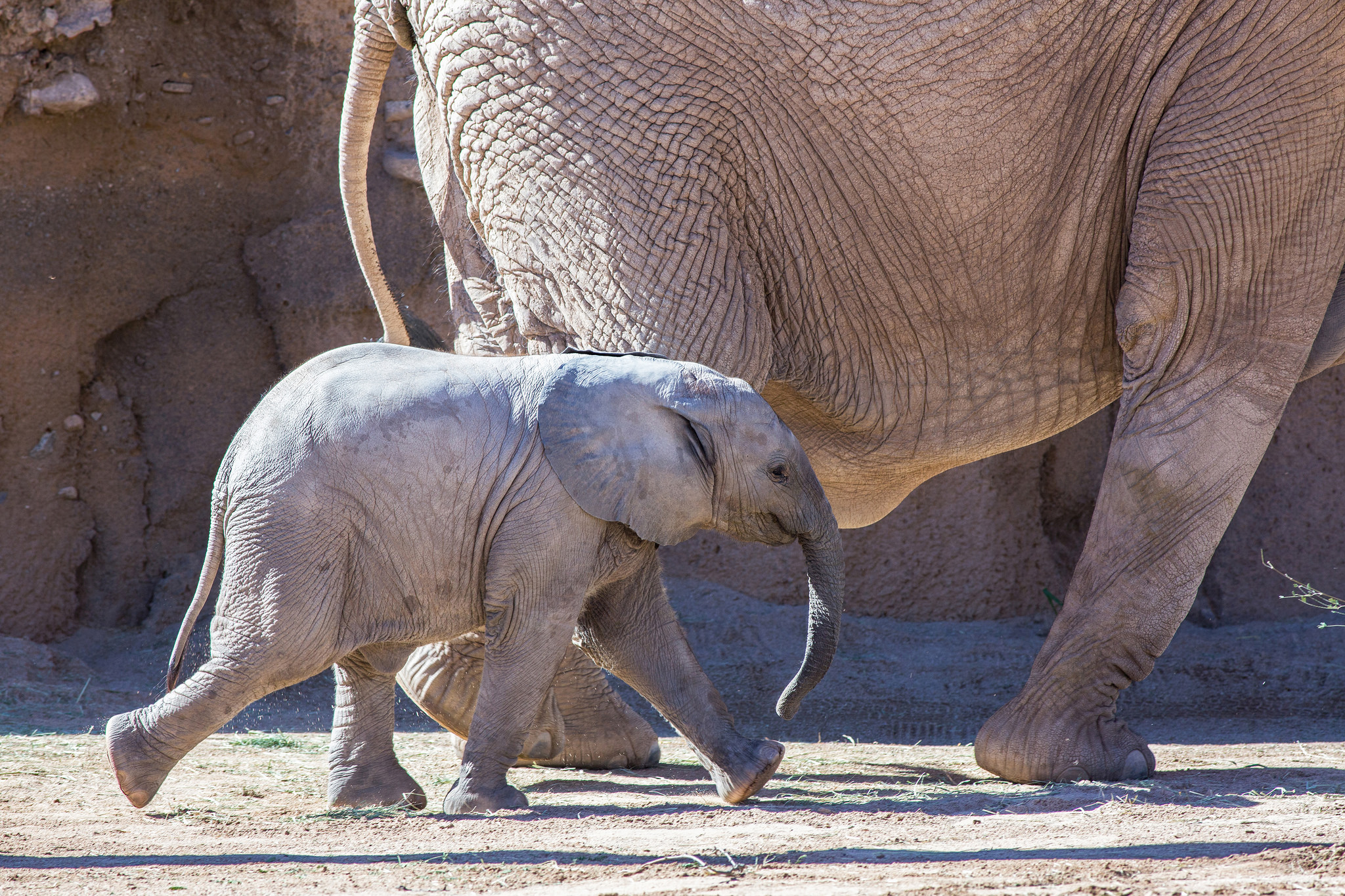 Zoo Attendance Record Set
