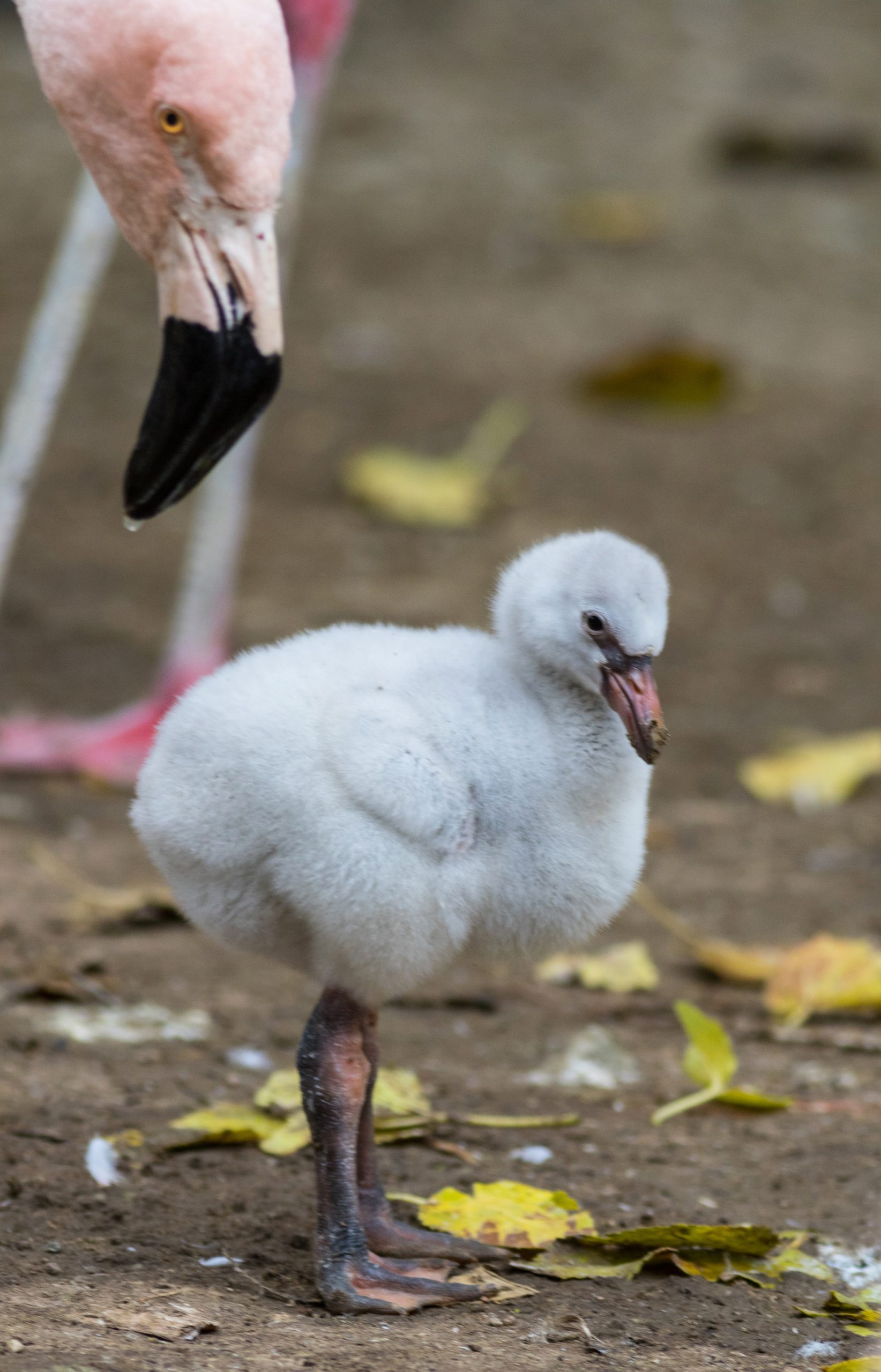 New Chilean Flamingo Chick Hatched in November