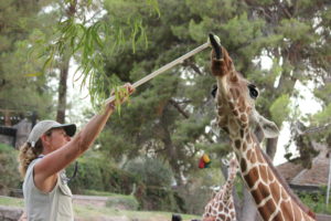giraffe training2