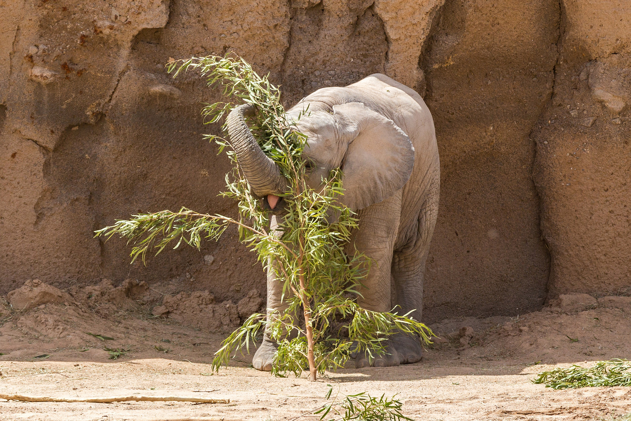 Nandi News
