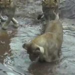 Lions Playing in the Rain