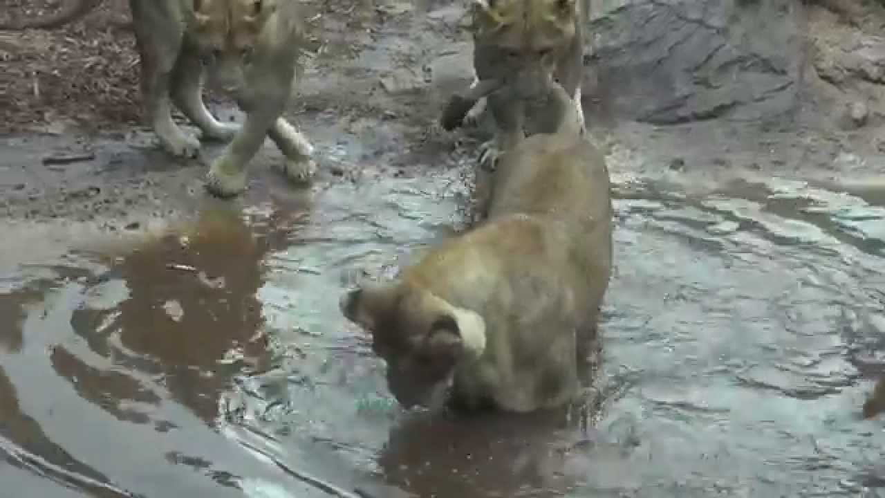 Lions Playing in Puddles