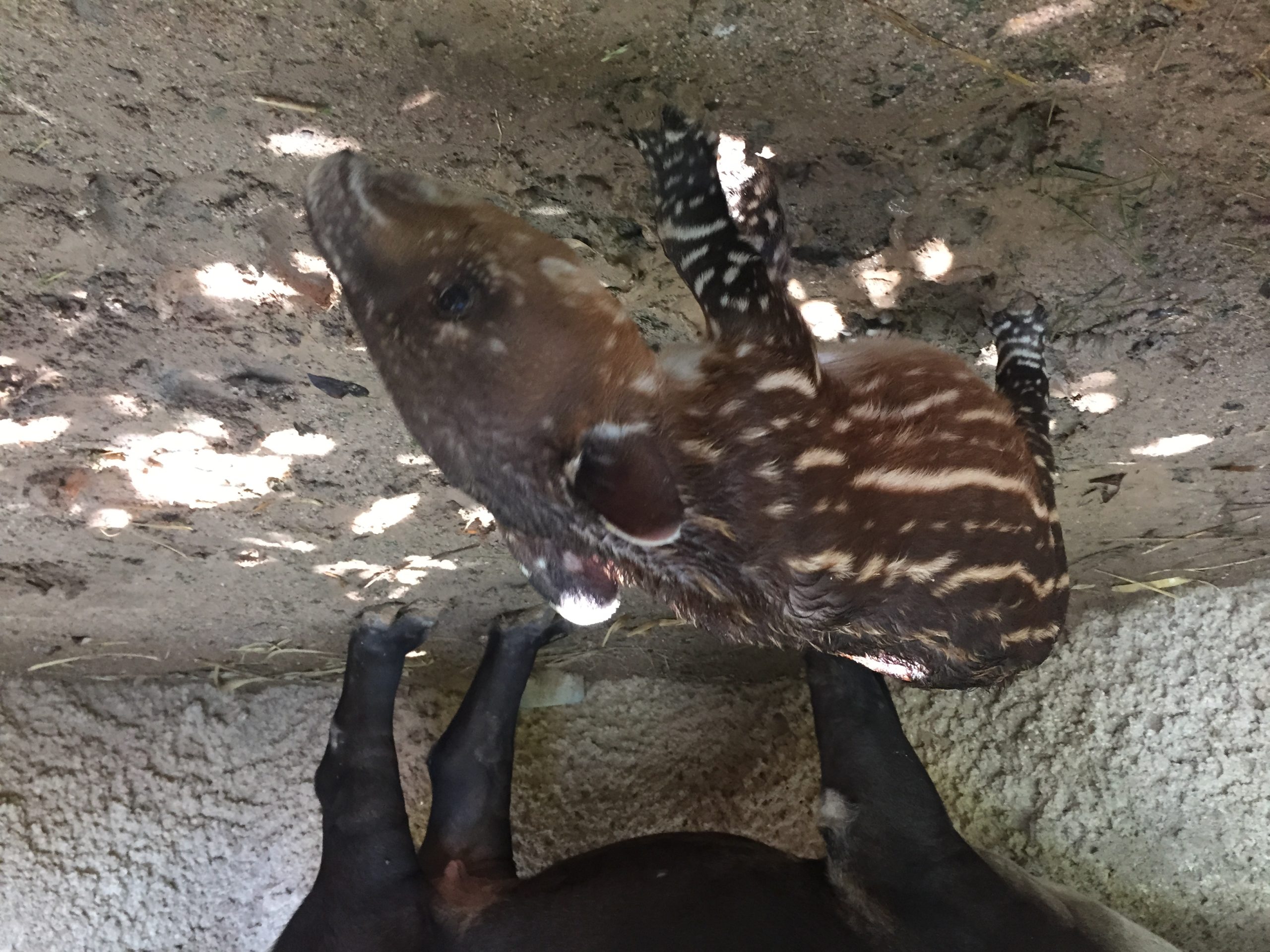Baird’s Tapir Calf Born 8-29-15